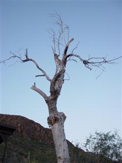 A photo of a dead California Pepper tree